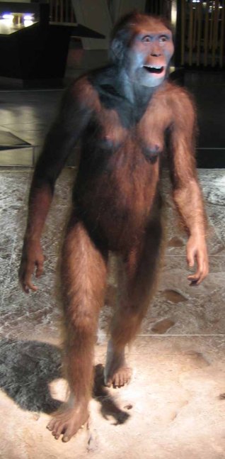 a-afarensis